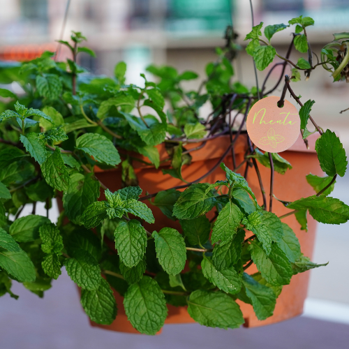 maceta con menta fresca plantada y un círculo de madera con el nombre de la planta y una pequeña ilustración decorativa de hojas de menta.